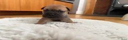Mixed Breed dogs for sale: 7 Beautiful French Bull Dog Puppies  - Advert 13