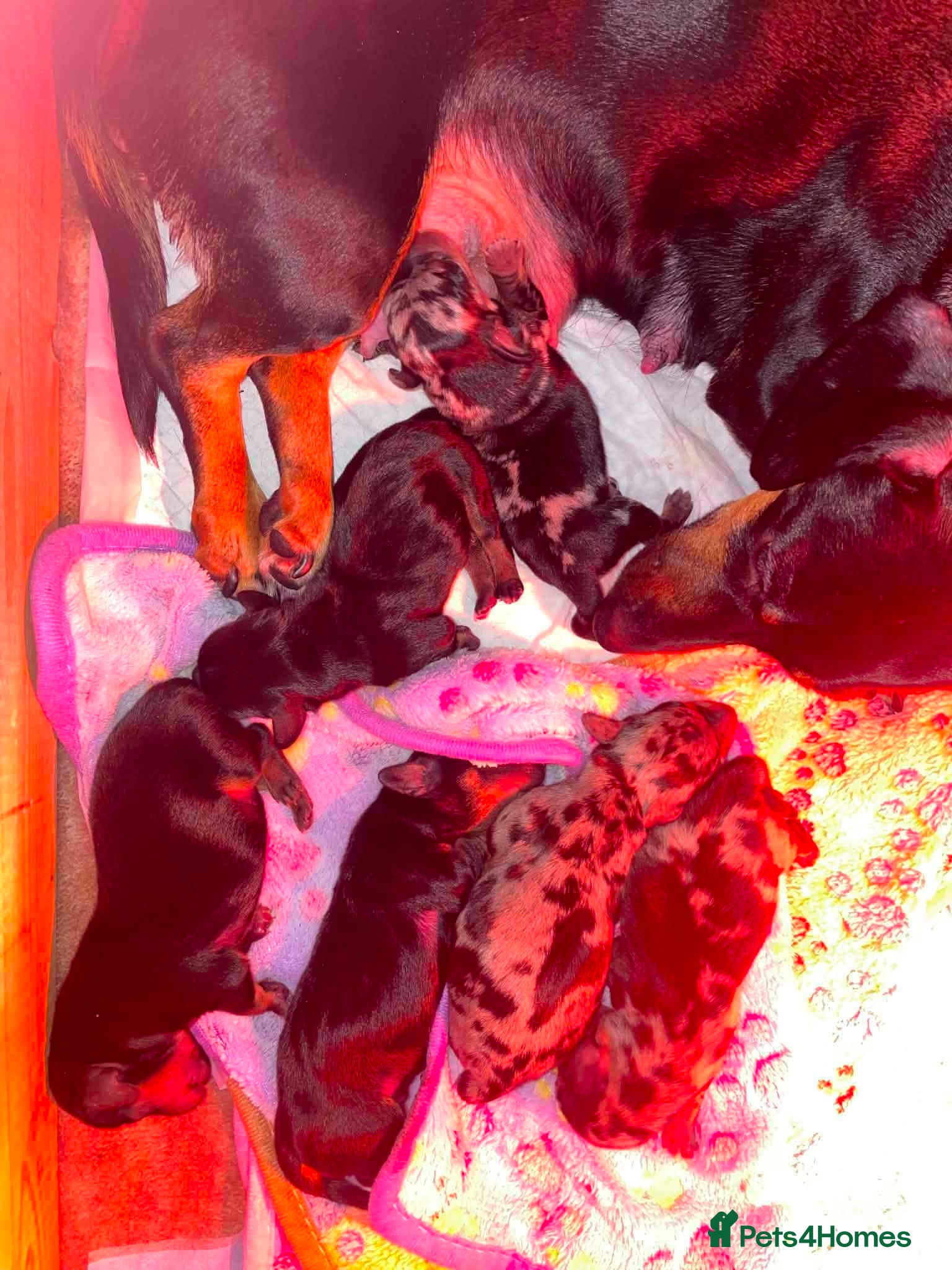 Dachshund dogs Dachshund puppys - Advert 2