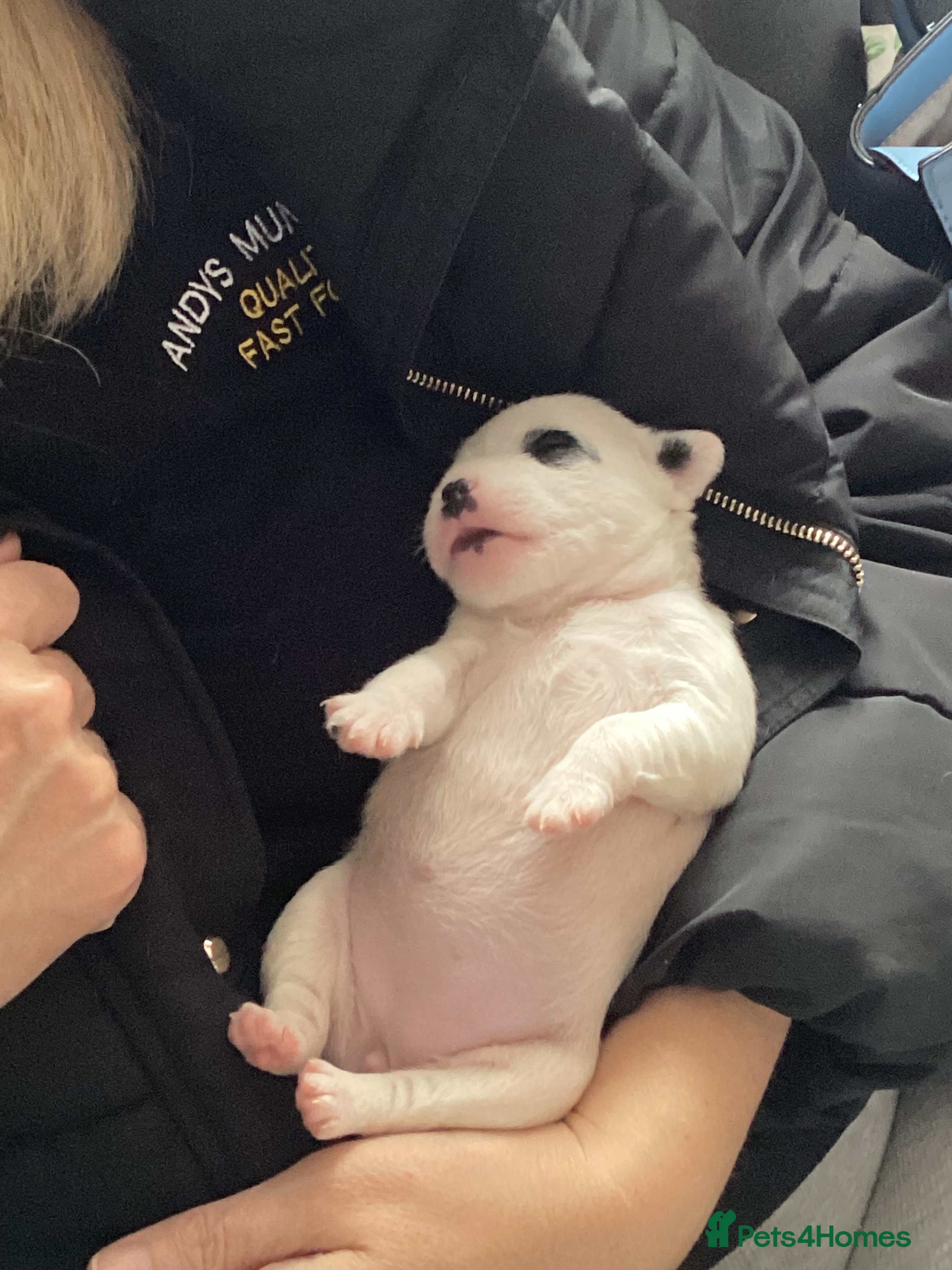 Jack Russell dogs Jack Russell pups in Plymouth - Advert 1