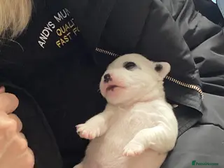 Jack Russell dogs Jack Russell pups in Plymouth - Advert 1