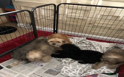Shihpoo dogs for sale: shihpoo puppies for sale  - Image 25