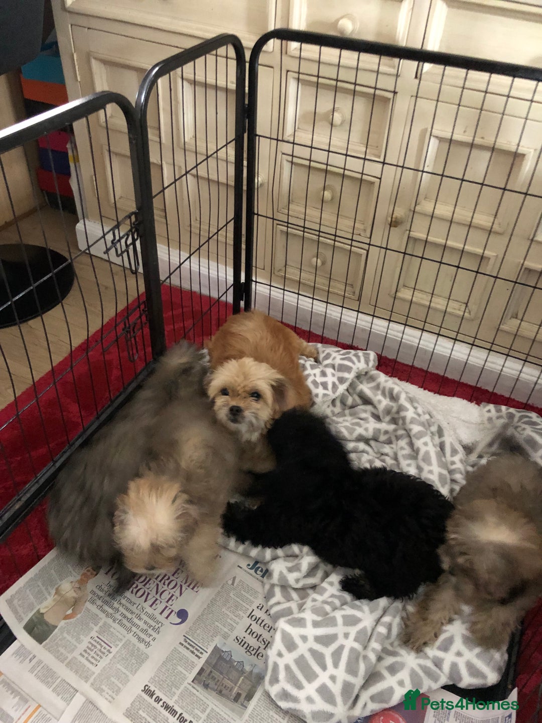 Shihpoo dogs for sale: shihpoo puppies for sale  - Image 25