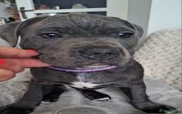 Staffordshire Bull Terrier dogs for sale: KC REGISTERED blue staff puppies - Image 1