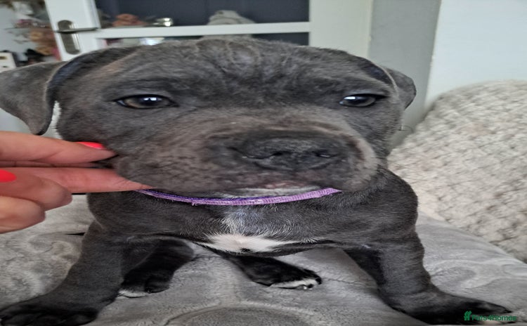 Staffordshire Bull Terrier dogs - Advert 1