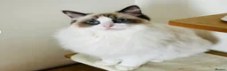 Ragamese cats for sale: Ragdoll Siamese Kittens in Aylesford - Advert 13