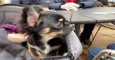 Chihuahua dogs - Advert 5