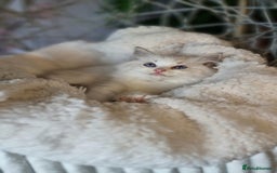 Ragdoll cats for sale: Quality Tica reg Ragdoll kittens  - Image 27