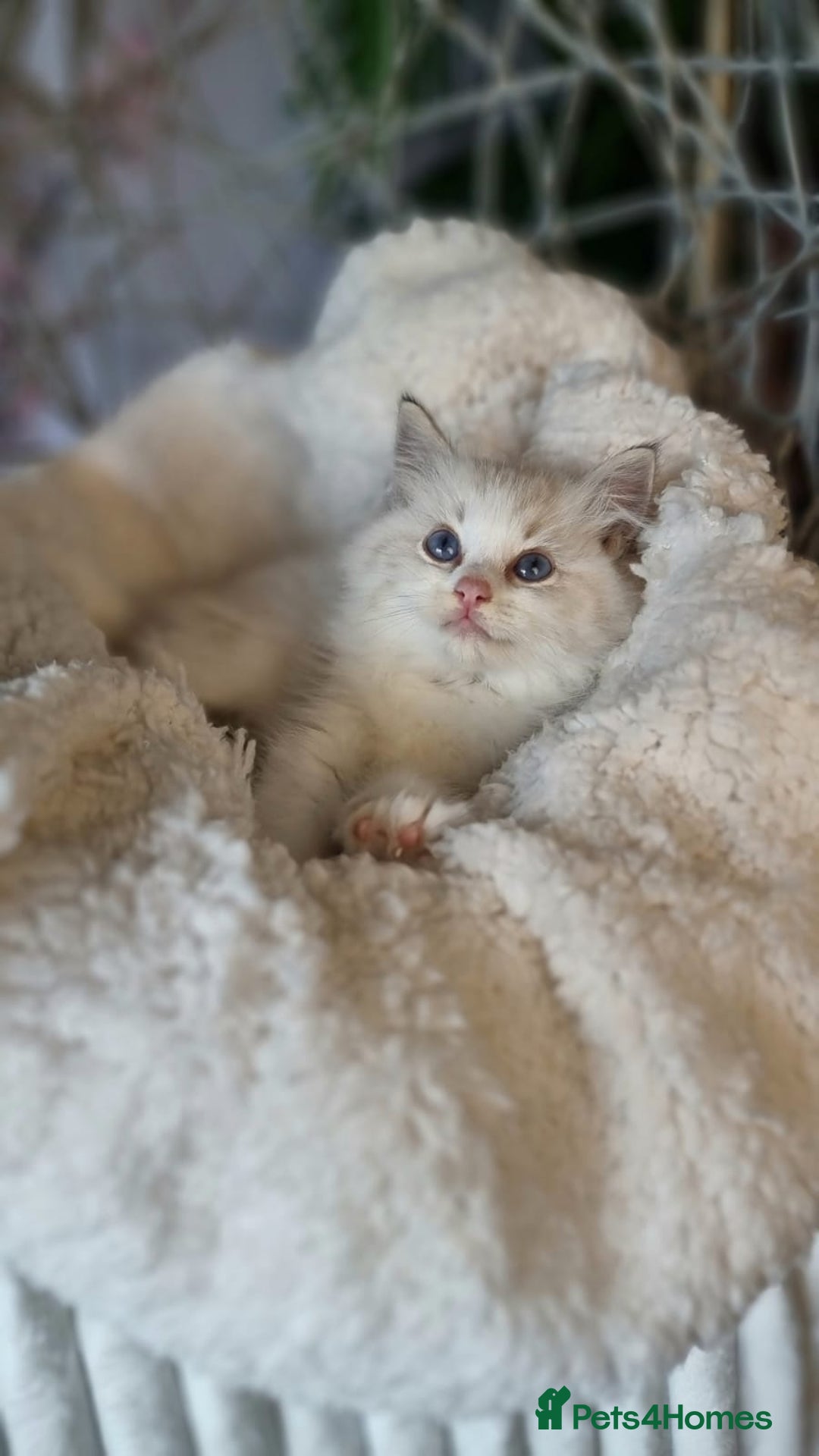 Ragdoll cats for sale: Quality Tica reg Ragdoll kittens  - Image 27