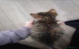 Mixed Breed cats for sale: 4 kittens - Image 9