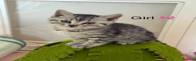 Bengal 5