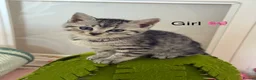 Bengal cats for sale: 5 Baby Bengal kittens  in Rhyl - Advert 2