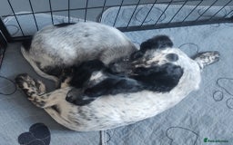 Sprocker dogs for sale: STRIKING SPROCKER SPANIEL PUPPIES  - Image 7