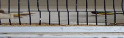 Finches birds for sale: Only few Foreign finches left for sale  - Advert 6