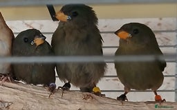 Finches birds for sale:  Finches=Red throated parrotfinchs  - Image 2