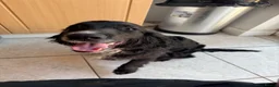 Cocker Spaniel dogs for sale: Working cocker spaniel puppy - Advert 3