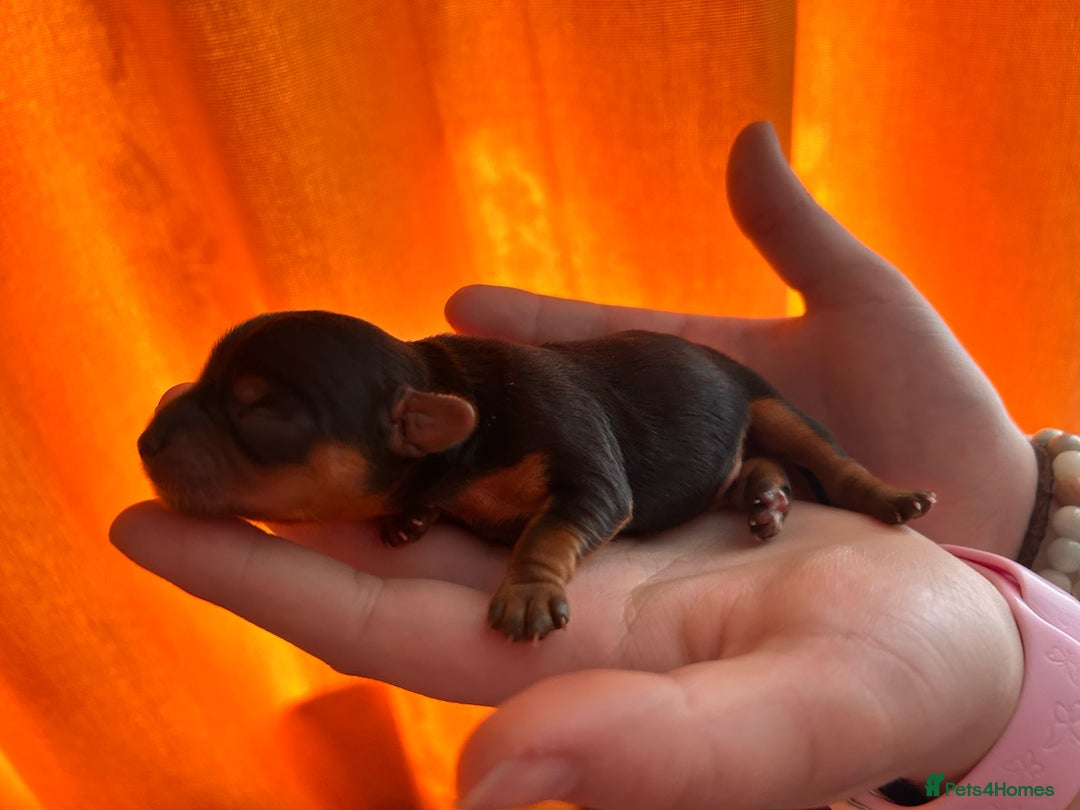 Yorkshire Terrier dogs for sale: Yorkshire Terrier Puppies – Ready 24 Dec - Image 6