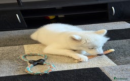 Samoyed dogs for sale: Female KC Registered Samoyed puppy  - Image 4
