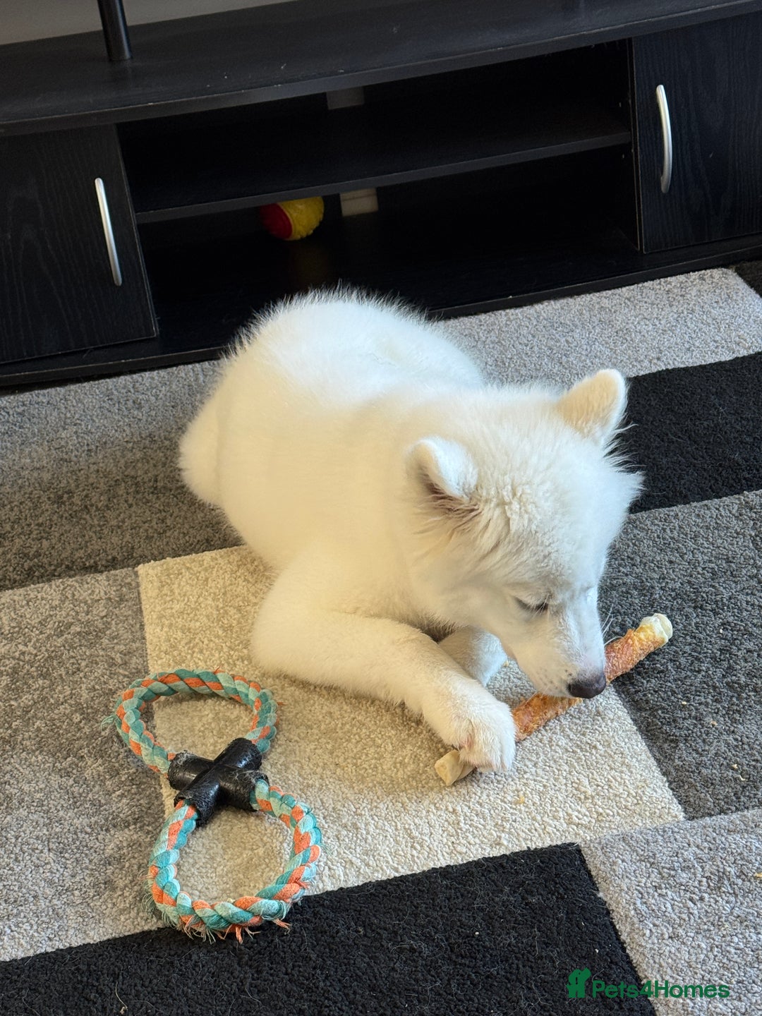 Samoyed dogs for sale: Female KC Registered Samoyed puppy  - Image 4