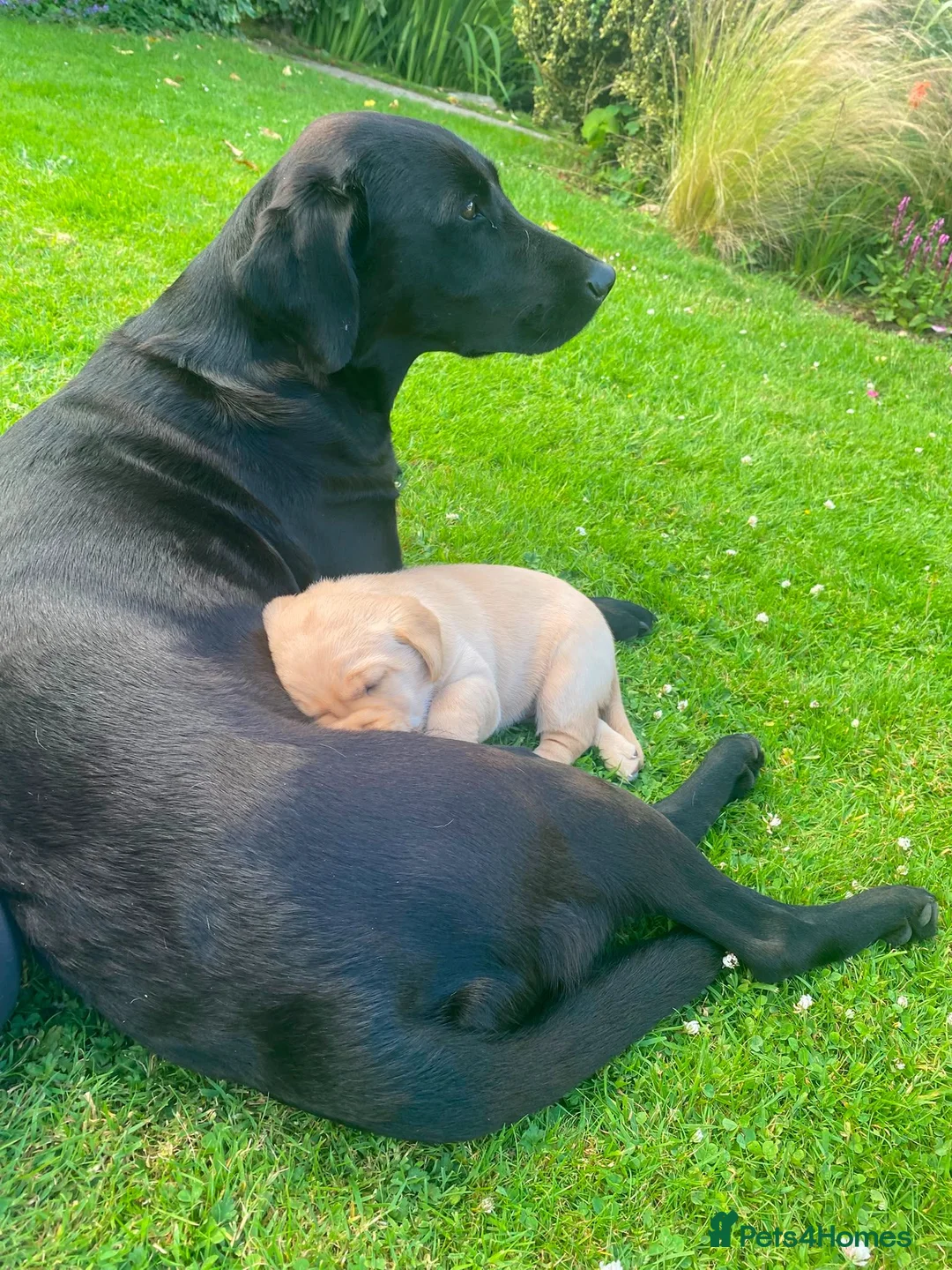 Labrador Retriever dogs for sale: Lovely nature pup in Axminster - Advert 1