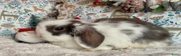 Mini Lop rabbits for sale: Pure bred Mini Lops - Advert 11