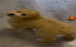 Cavapoochon dogs for sale: *REDUCED* last baby girlLeft  fully vaccinated  in Liverpool - Image 2