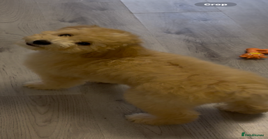 Cavapoochon dogs in Liverpool - Advert 12