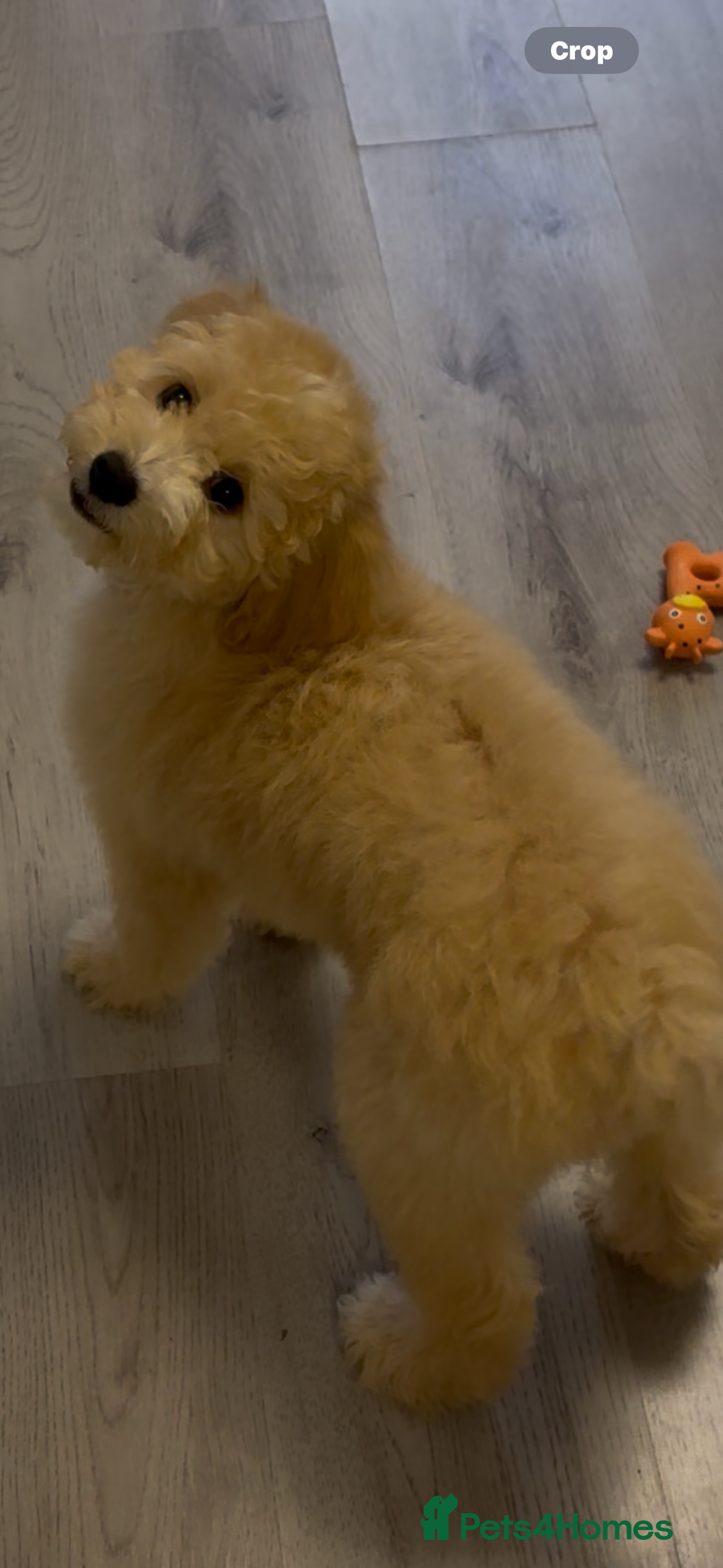 Cavapoochon dogs for sale: *REDUCED* last baby girlLeft  fully vaccinated  in Liverpool - Image 2