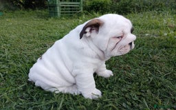 English Bulldog dogs for sale: ❤️🐶 English Bulldog puppies 🐶🖤 - Image 3