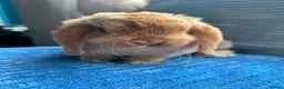 Mini Lop rabbits for sale: 🦋Pure Breed Mini plush lop 🦋 in Halstead - Advert 11