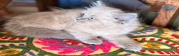 British Longhair cats for sale: Gorgeous British Long Hair X Ragdoll kittens  - Advert 8
