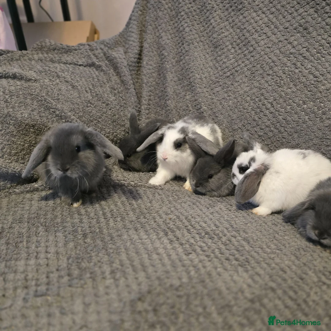 Mini Lop rabbits for sale: Mini Loop bunnies 11 weeks old 3 bunnies left - Advert 7