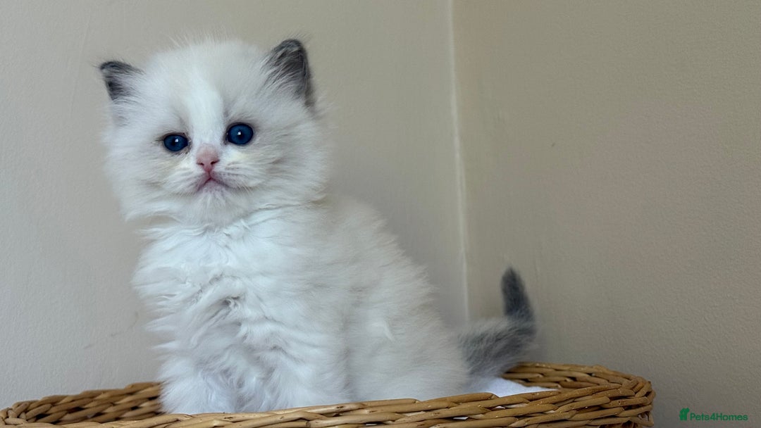 Ragdoll cats for sale: TICA REGISTERED  in Colchester - Image 14
