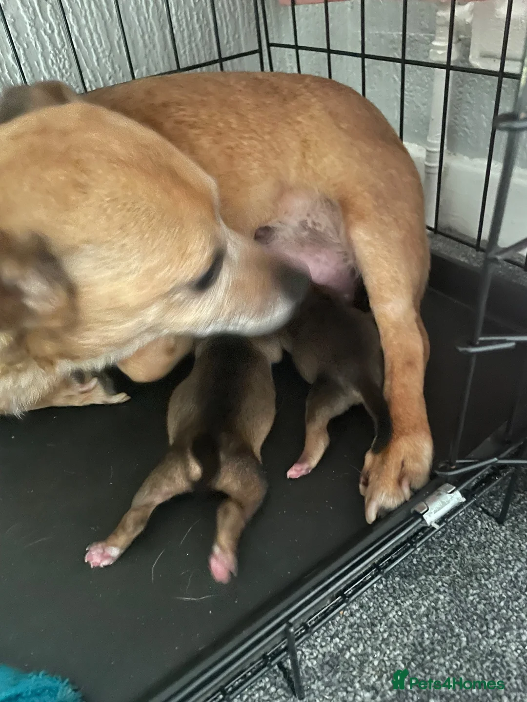 Jack Russell dogs for sale: Pedigree Miniature Jack Russel terrier  - Advert 2