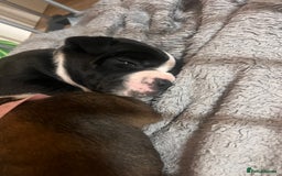 Old Tyme Bulldog dogs for sale: Old tyme bulldogs for sale - Image 4