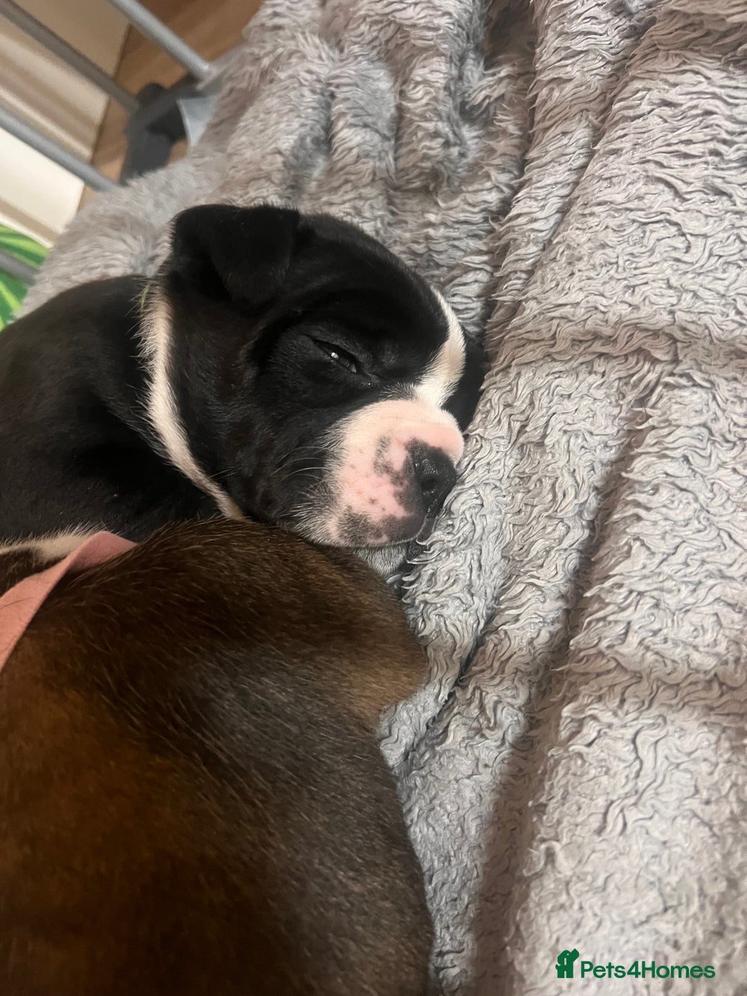 Old Tyme Bulldog dogs for sale: Old tyme bulldogs for sale - Image 4