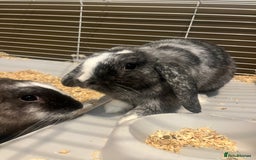 Mini Lop rabbits for sale: Two girl mini lops  - Image 1