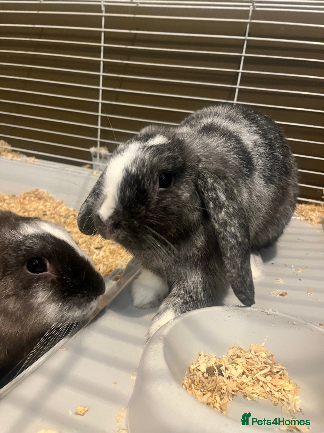 Mini Lop rabbits for sale: Two girl mini lops  - Image 1