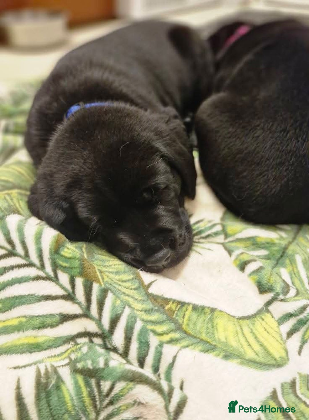 Labrador Retriever dogs for sale: Only 2 females left - Advert 5