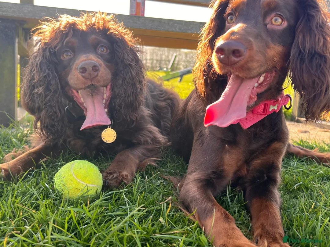 Cocker Spaniel dogs for sale: Cocker Spaniel 2 years old  - Advert 3