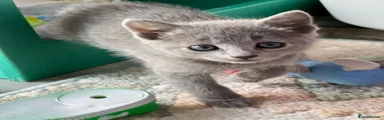 Russian Blue 1