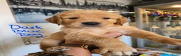 Golden Retriever dogs for sale: Show Type KC Registered Golden Retrievers !!  - Advert 17