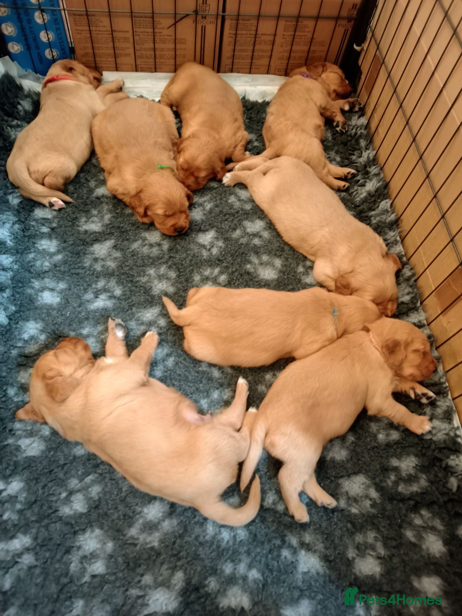 Golden Retriever dogs ⭐ Dark, DNA, KC Reg Golden Retrievers ⭐ - Advert 1
