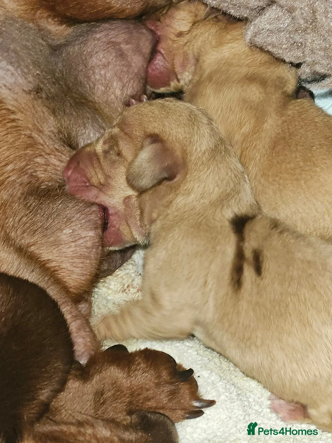 Miniature Dachshund dogs for stud: 🍦Cupid Draw back your bow🩷 up for stud!  - Advert 4