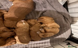 Cavapoo dogs for sale: Cavapoo puppies for sale - Image 4