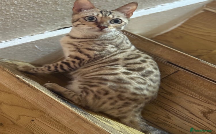 Bengal cats - Advert 4