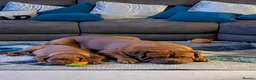 Dogue De Bordeaux dogs for sale: Thor and storm  in Mauchline - Advert 17