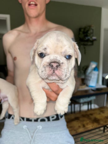 French Bulldog dogs - Advert 7