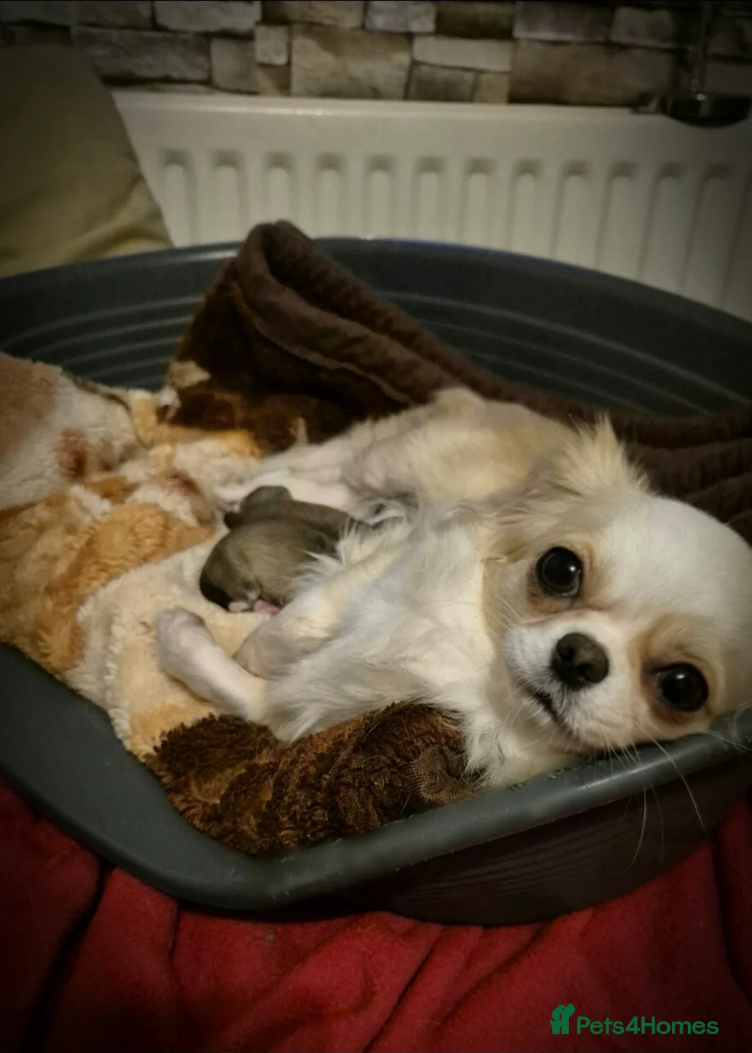 Chihuahua dogs for sale: KC registered chihuahua puppies  - Advert 2