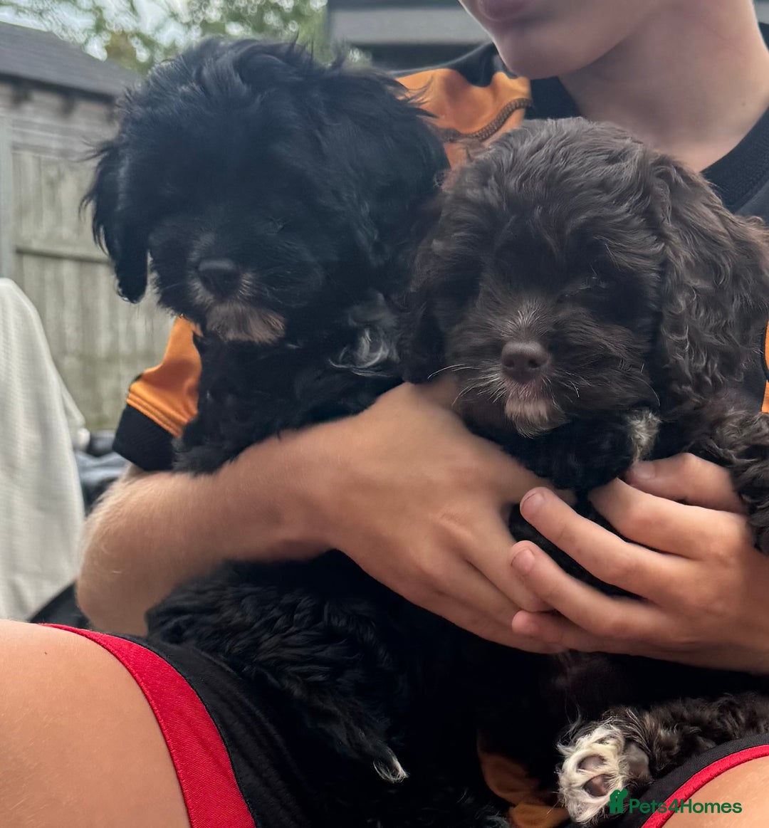 Cavapoo dogs for sale: F1 Cavapoo pups girls ready to leave now . - Image 19