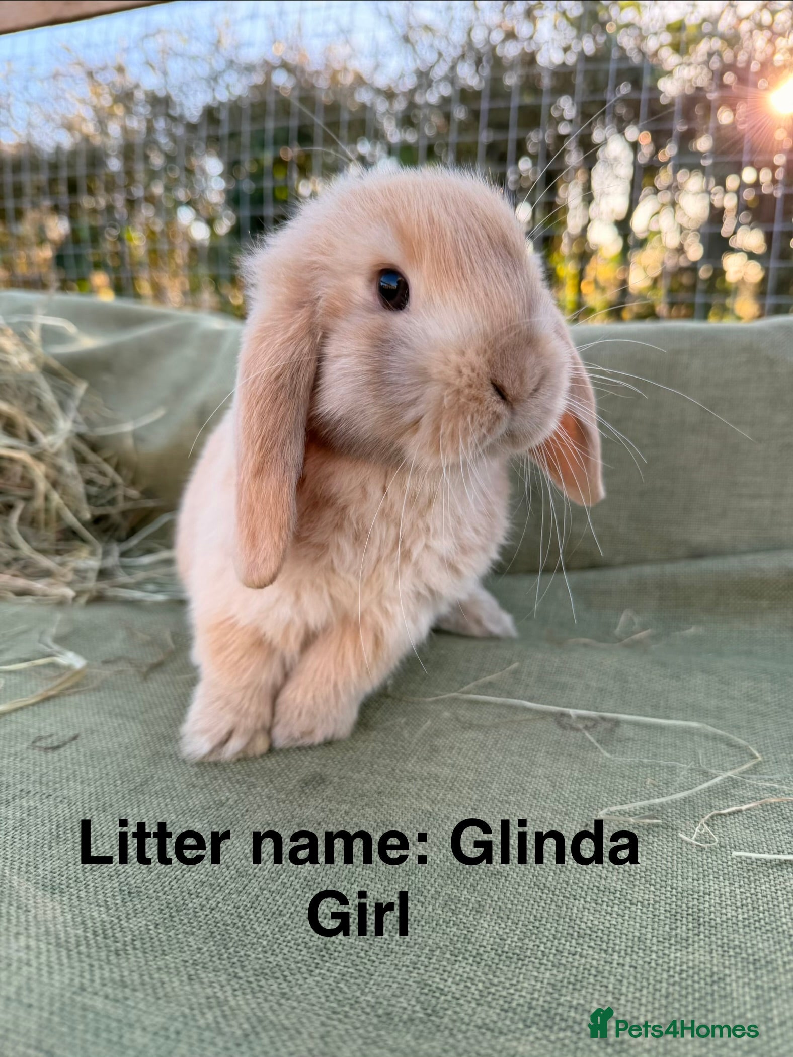 Mini Lop rabbits Mini Lop bunnies  - Advert 7